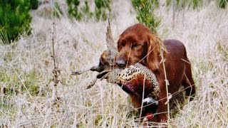 Hunting Pheasant in New Zealand [upl. by Ahsikal]