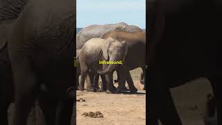 Heard HUNDREDS of Miles away What Animal Sound [upl. by Ilac750]