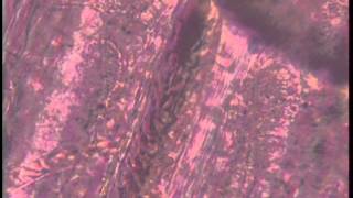 Blood Thur Veins2 Microscopy blood circulating flowing capillaries corpuscles vessel FVSS master Ser [upl. by Otto542]