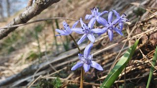 SCILLA SILVESTRE  Scilla bifolia  Riconoscere le erbe spontanee  CAPRAampCAVOLI [upl. by Jordan986]