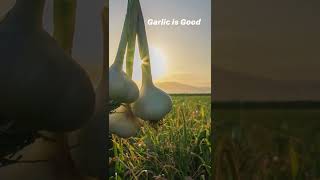 A Behind the Scenes Look at Kyolic Aged Garlic Extract [upl. by Eal991]