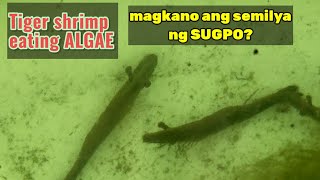 Kumakain ba ng lumot ang SUGPO [upl. by Karolina]