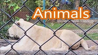 Polar wolves Lions Tigers Otters Animals in cages Zoo [upl. by Eibur871]