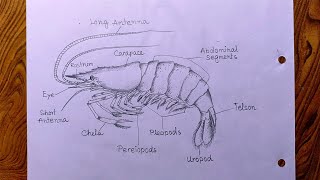 How to draw prawn diagram with label Prawn diagram drawing [upl. by Olegnad]