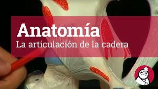 Anatomía La articulación de la cadera [upl. by Skcirdnek646]