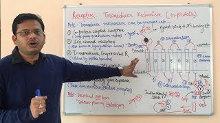 Receptor Pharmacology Part 03  G Protein Coupled Receptor  Pharmacology of GProtein Receptors [upl. by Janice]