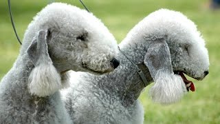 Bedlington Terrier  Raza De Perro [upl. by Maridel180]