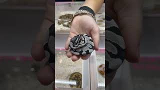 DG AXANTHIC BALL PYTHON ballpython reptiles snake pets animals fyp shorts viral wildlife [upl. by Gian]