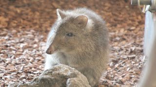 Potoroo à long nez  Langneuspotoroe  Potoroo  Pairi Daiza [upl. by Nodnart370]