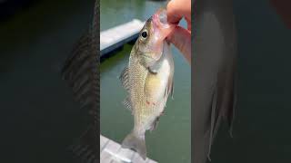 White perch in candlewood lake fishing fish [upl. by Llevrac]