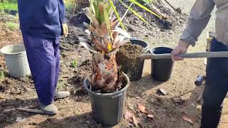 Planting Washingtonia filifera palm [upl. by Ihsoyim]