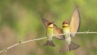 Chestnut headed bee eater Birds  Khisma Forest  Bee Bater Bird  Wildlife Photography  wildlife [upl. by Sivehc431]