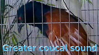 Greater coucal sound 03 [upl. by Aehtrod]