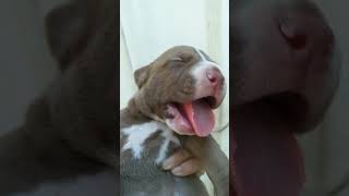 BETINA AMERICANPITBULLTERRIER LILAC SALE [upl. by Rog]