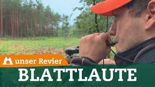 Welche Blattlaute setze ich wann ein  Tipps zur Blattjagd  unser Revier  70 [upl. by Talbott]