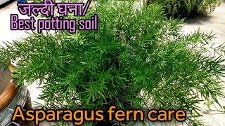 Asparagus fern careजल्दी घनाBest potting soil [upl. by Hairahs]