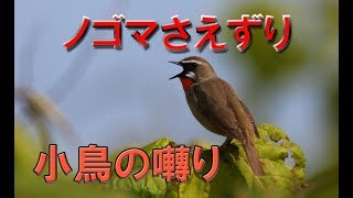 ノゴマさえずり 小鳥のさえずり 鳴き声 Siberian Rubythroat [upl. by Ayadahs]