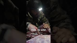 Harvesting Elk Meat 100 Natural elkhunt maneatswild organic [upl. by Chucho695]