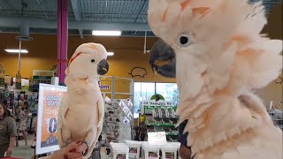 Cockatoos meet each other in pet store hilarity ensues [upl. by Aldercy794]