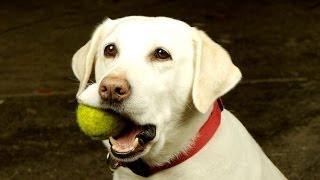 Funny Dogs Playing Fetch By Themselves Compilation 2014 NEW [upl. by Oidualc]