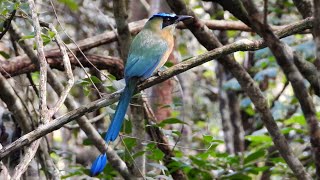 Lessons Motmot in Mexico [upl. by Thgiwed]