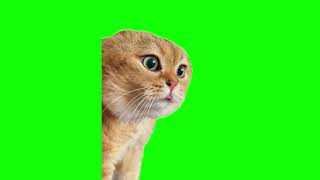 Green Screen Talking Cat Meme [upl. by Lallage420]