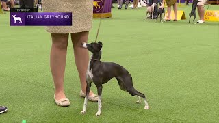 Italian Greyhounds  Breed Judging 2023 [upl. by Amsa]