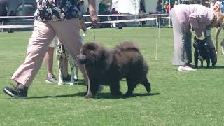 2023 Kyneton Agriculture Show  Non Sporting Dogs [upl. by Prevot960]