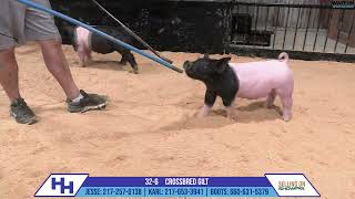 326 CROSSBRED GILT  Heimer Hampshires Sept 23 2024 Sale [upl. by Aelgna]