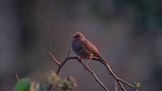 Bird song takeover Listen to Natures Song with RSPBs Birdsong Radio App [upl. by Ellenrahc]