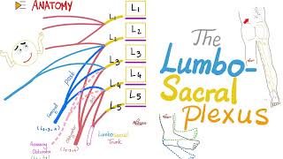 The Lumbosacral Plexus  Anatomy Series [upl. by Eiuqcaj]