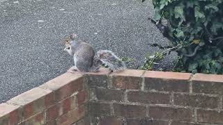 Tranquil Moment of Squirrel Feeding on a Short Wall and Floor [upl. by Burne]