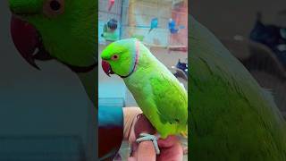 Roseringed parakeet [upl. by Cicily]