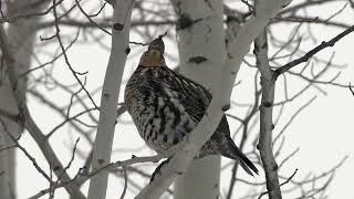 Ruffed Grouse posing in an aspen [upl. by Ayit]