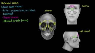 Paranasal Sinuses [upl. by Valencia]