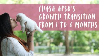 Lhasa Apso puppy growing up from 1 month to 6 months [upl. by Assirat]