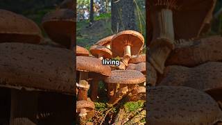 The Worlds Largest Living Organism Armillaria ostoyaefacts learnwithmechannel fungus organism [upl. by Notsirhc415]