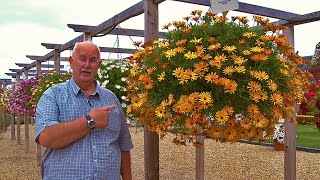 How to Plant Sunbrella Osteospermum Summer Hanging Basket Guide [upl. by Aden]