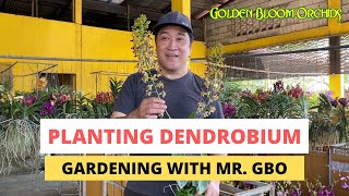 Gardening with Mr GBO Planting Dendrobium [upl. by Anyel522]