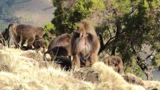 Ethiopia  Simien mountains National Park  Gelada monkeys [upl. by Ennahgem]