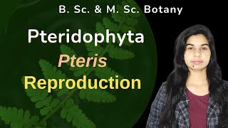 Pteridophyta  Pteris  Sporophyte  Reproduction  Botany  B Sc amp M Sc [upl. by Sitoiyanap]