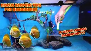 How to Keep DISCUS  Discus fish care tips for beginners [upl. by Plath]