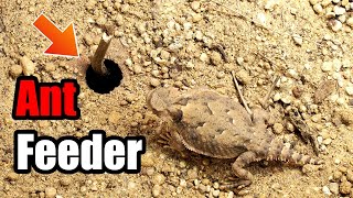 How i recreate Anthills for Horned Lizards  Wild Replication [upl. by Hayidan]