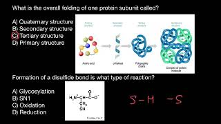 Disulfide bridges in proteins [upl. by Sardse362]