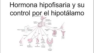 HORMONA HIPOFISIARIA Y SU CONTROL POR EL HIPOTÁLAMO  Fisiología [upl. by Nebeur]