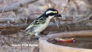 Birdwatching in Namibia Canyon Roadhouse [upl. by Toms920]