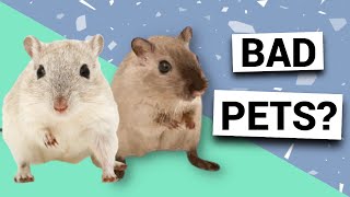 Are gerbils bad pets  Pros amp cons of owning gerbils [upl. by Milano]