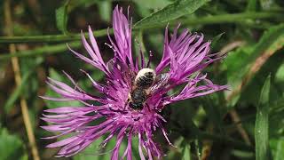 Patchwork Leafcutter Bees Megachile centuncularis Holy Trinity Church Buckfastleigh Devon [upl. by Garratt]