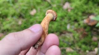 Deadly Webcap  Foraging Mushrooms UK Cortinarius rubellus [upl. by Irec191]