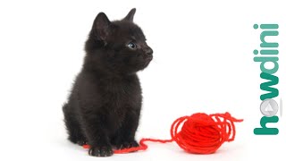 How to train a kitten to play gently  Cat training tips [upl. by Ayita]